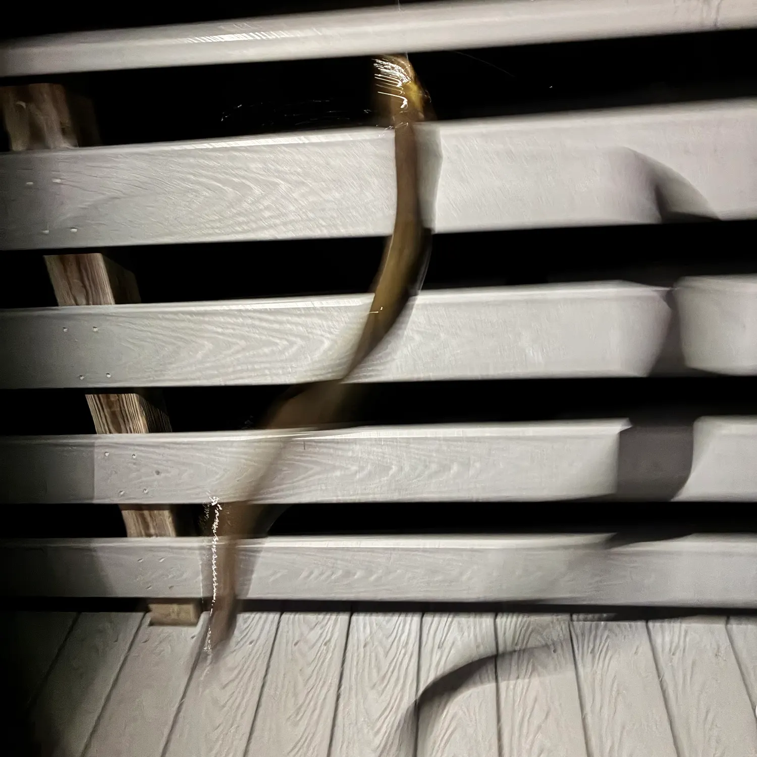 American eel caught on Fishbrain