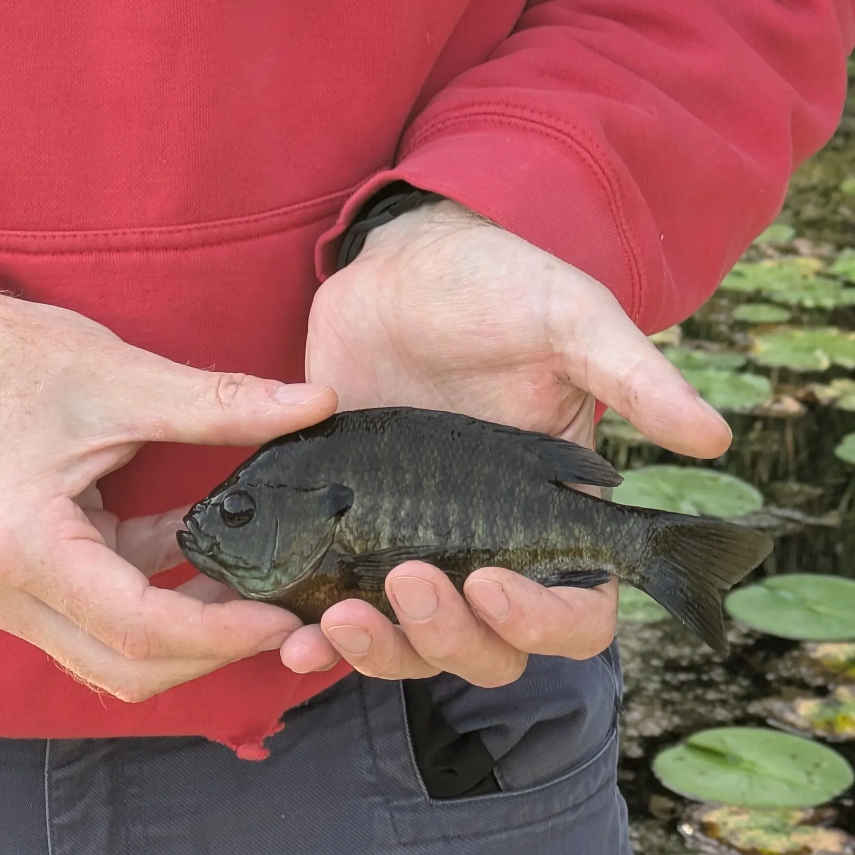 Bluegill caught on Fishbrain