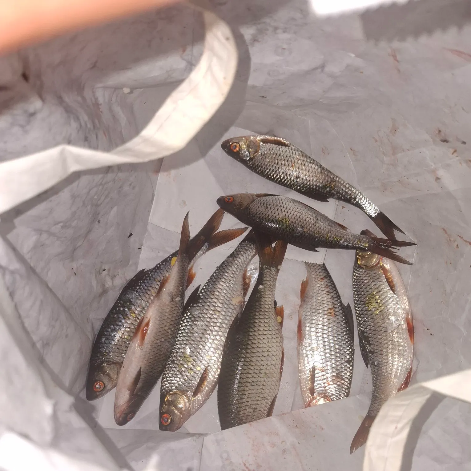 Common roach caught on Fishbrain