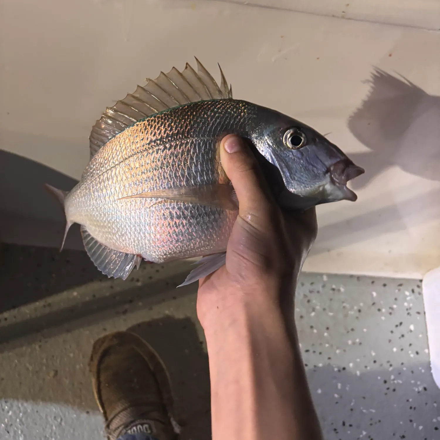 The most recent Silver porgy catches on Fishbrain