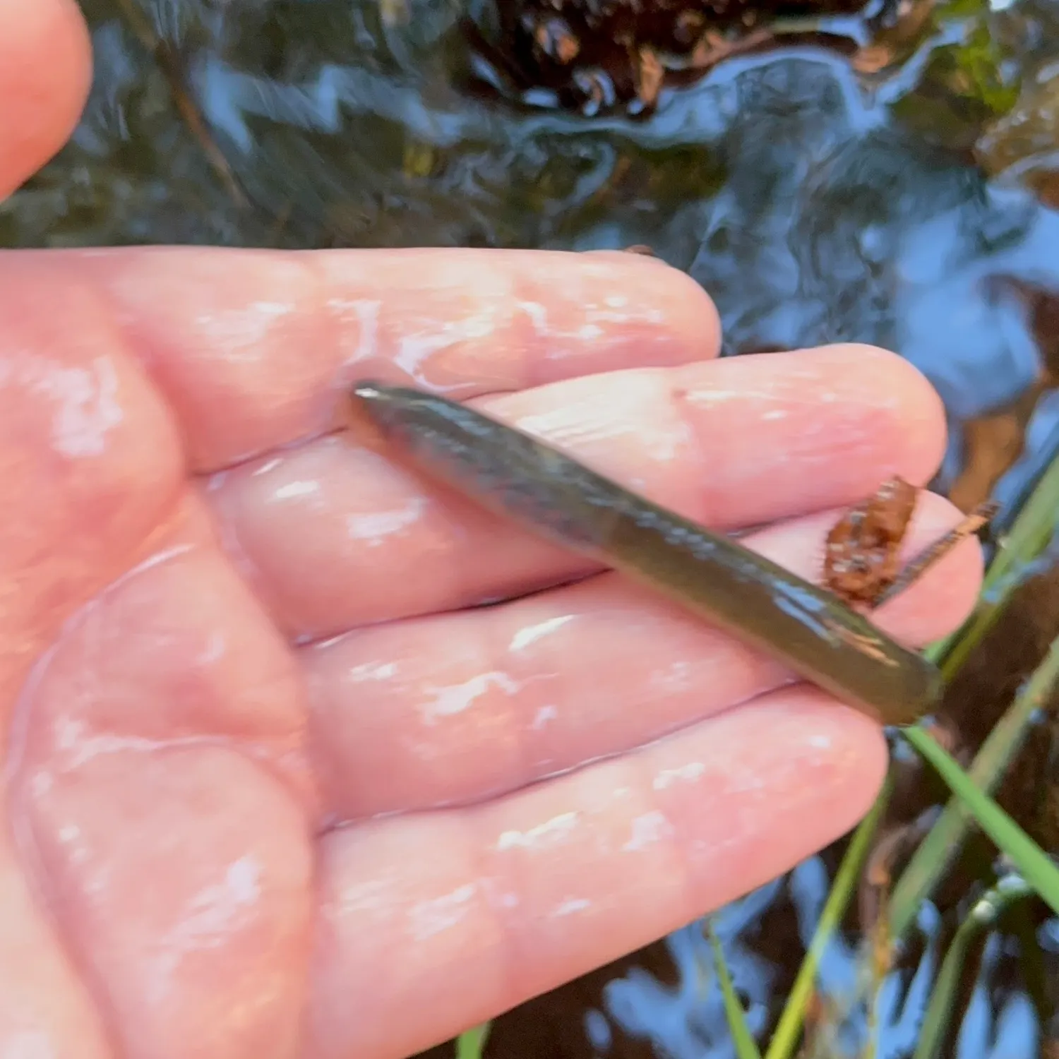 The most recent Western river lamprey catches on Fishbrain
