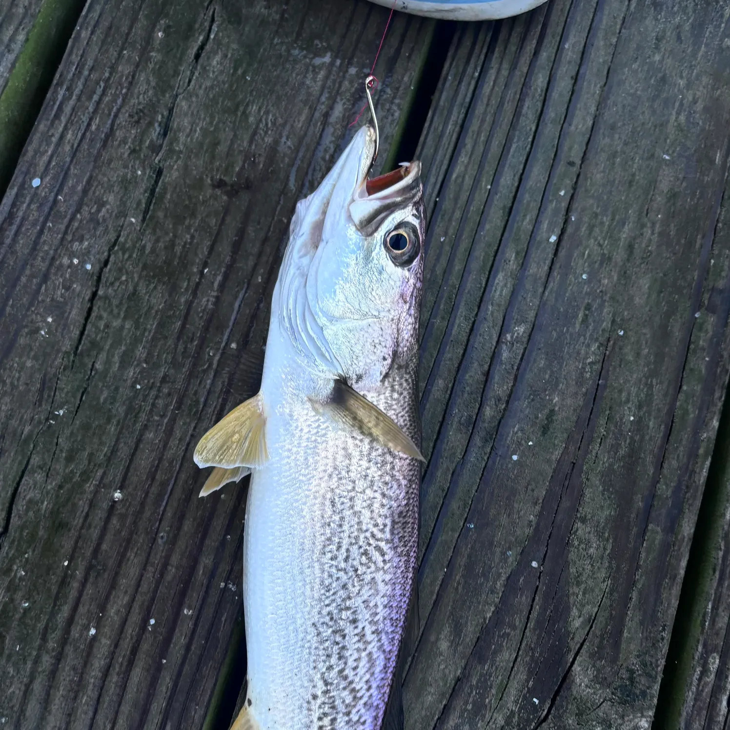 Gray weakfish caught on Fishbrain
