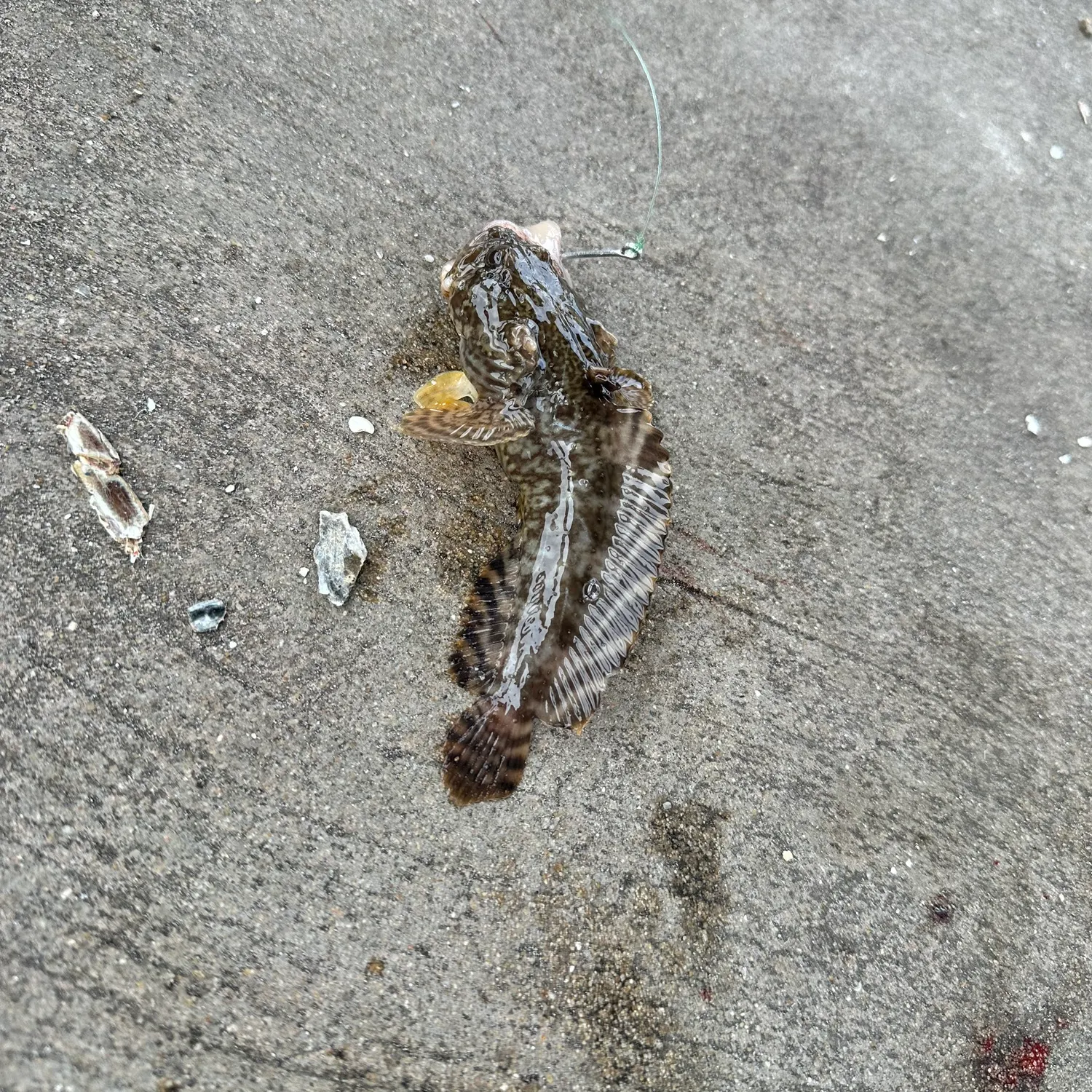 recently logged catches