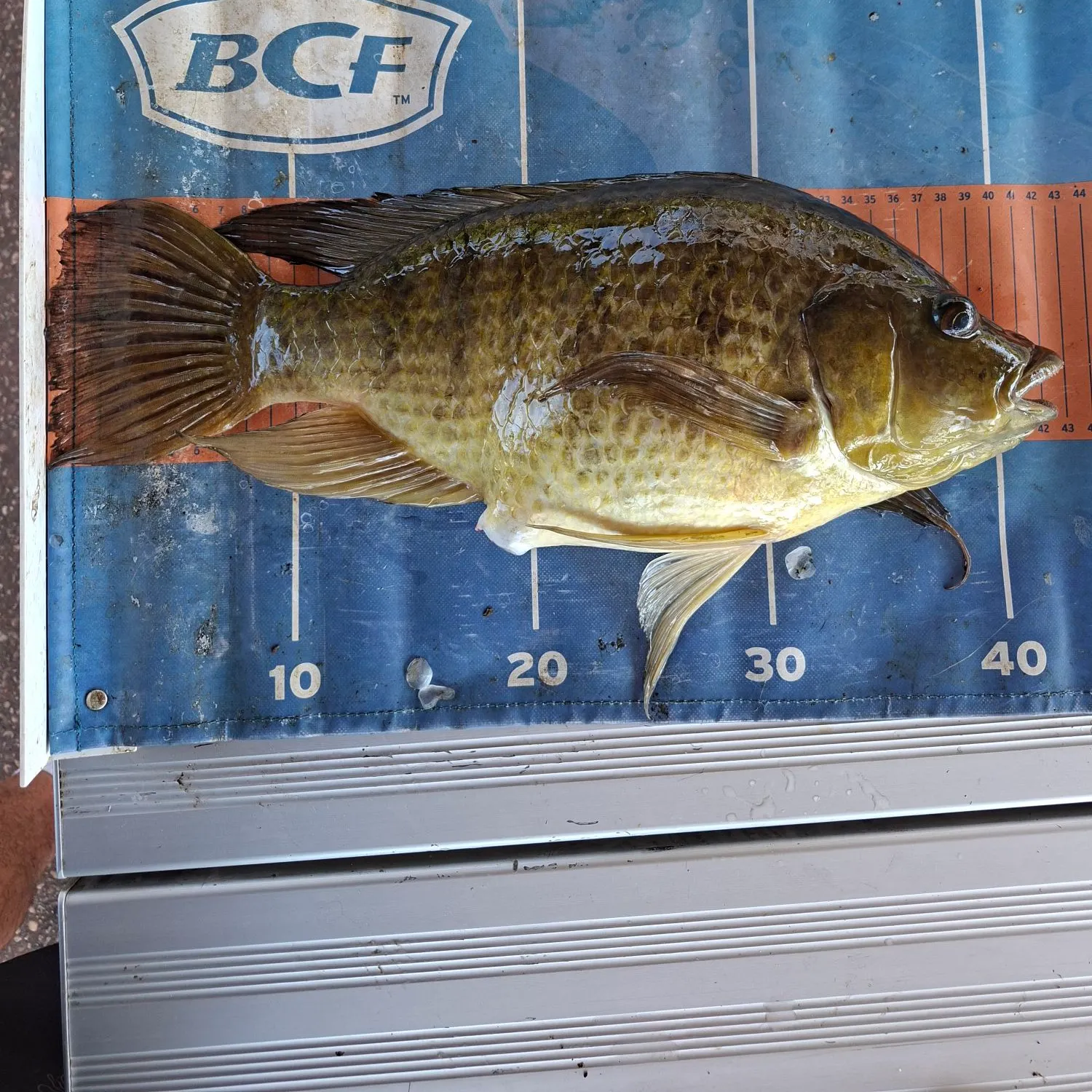 Mozambique tilapia caught on Fishbrain