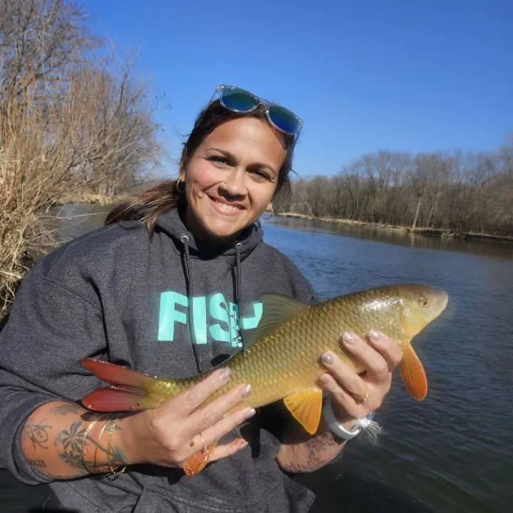 The most recent Shorthead redhorse catches on Fishbrain