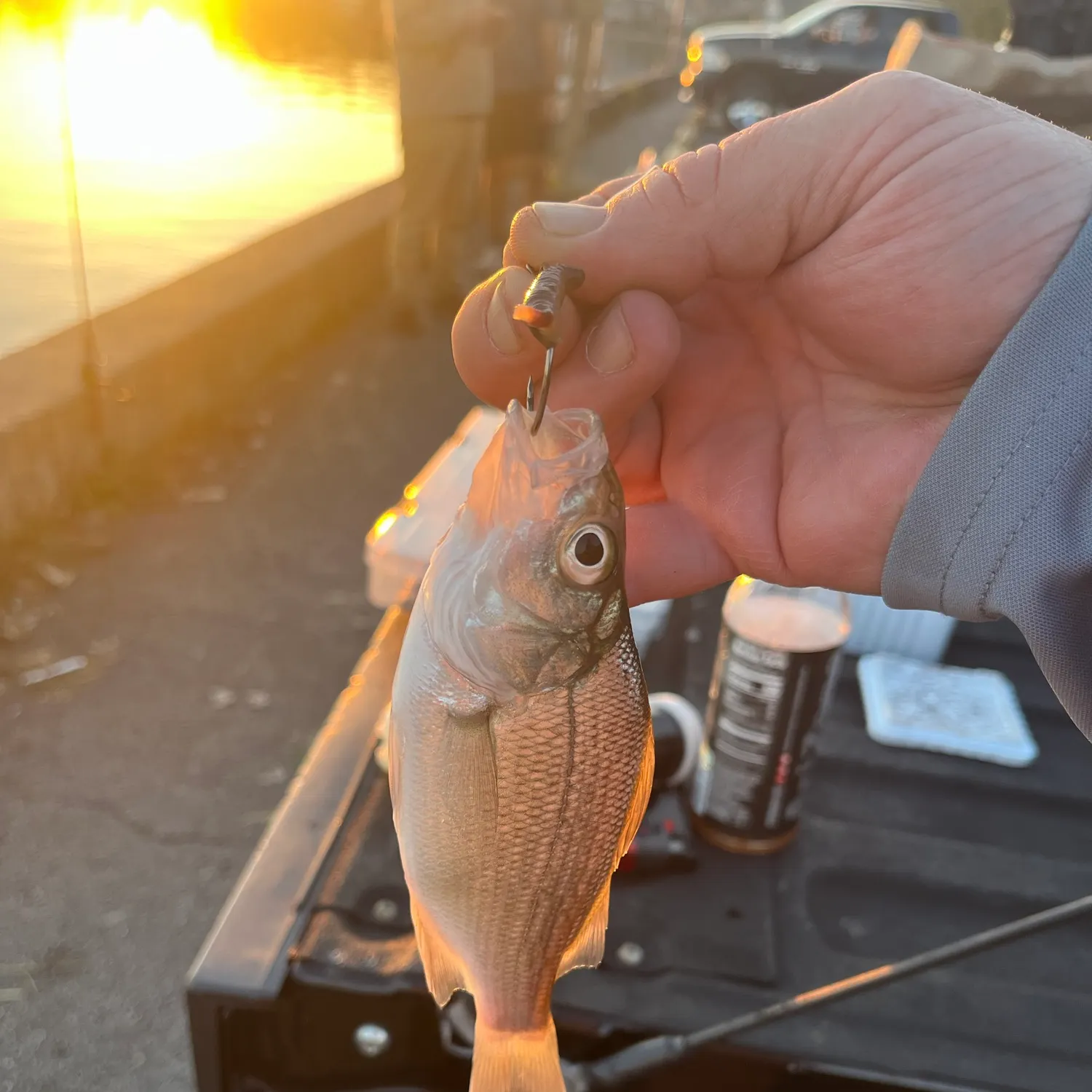 White perch caught on Fishbrain