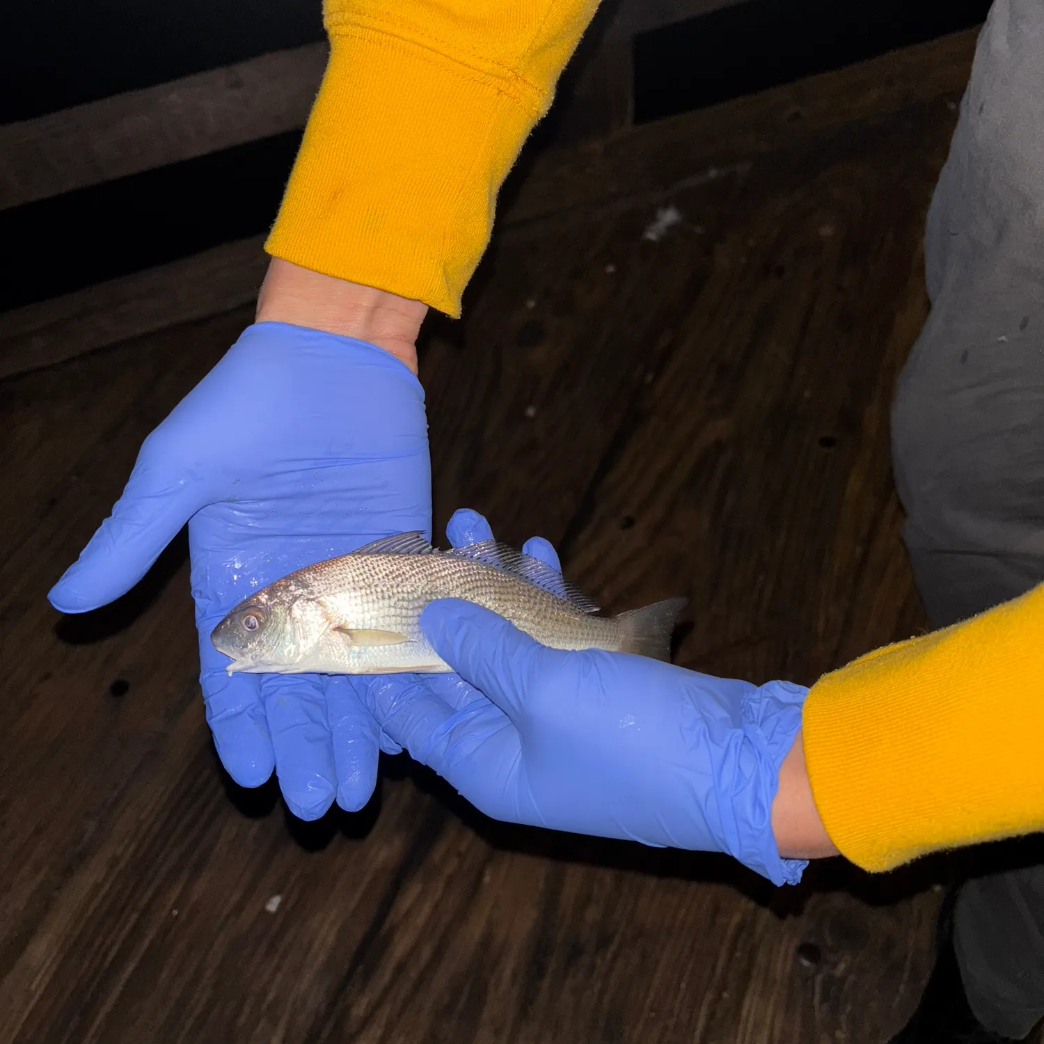 The most recent White croaker catches on Fishbrain