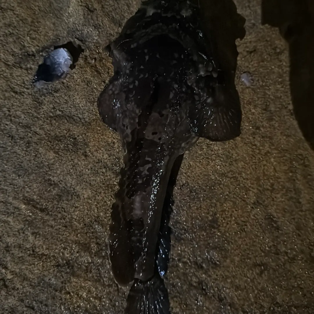 The most recent Oyster toadfish catches on Fishbrain