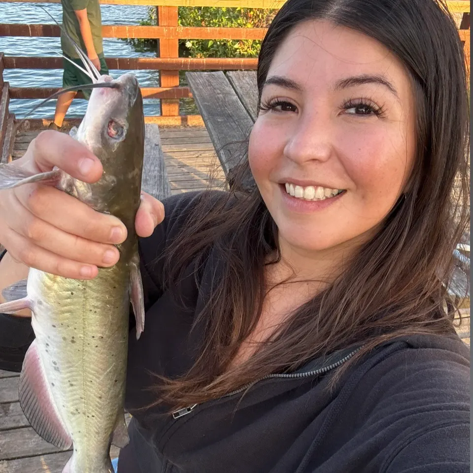 Channel catfish caught on Fishbrain
