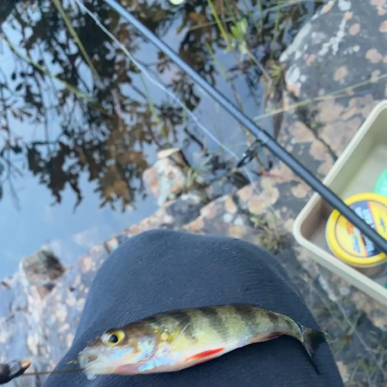 Yellow perch caught on Fishbrain