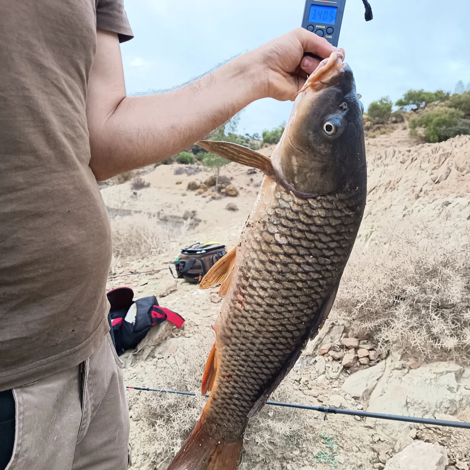 Common carp caught on Fishbrain