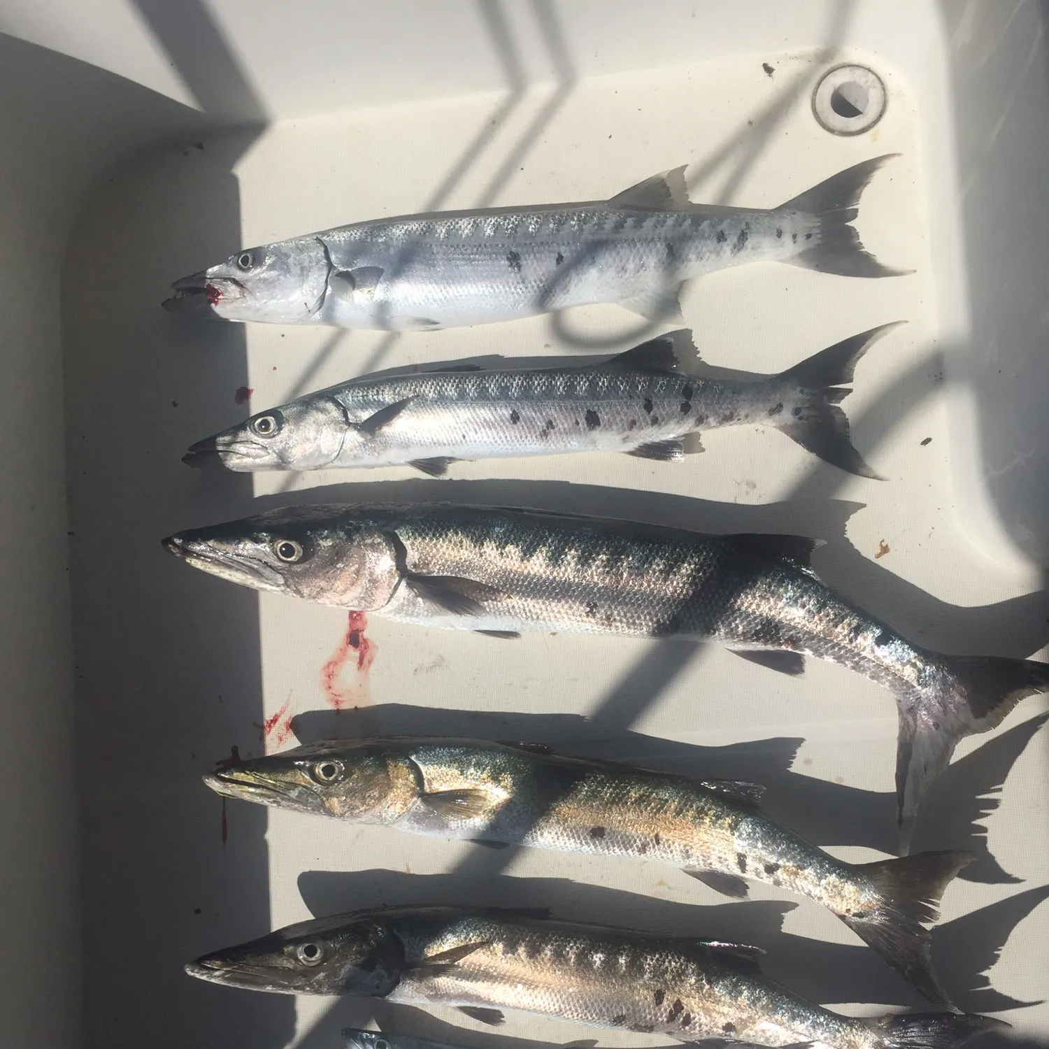 recently logged catches