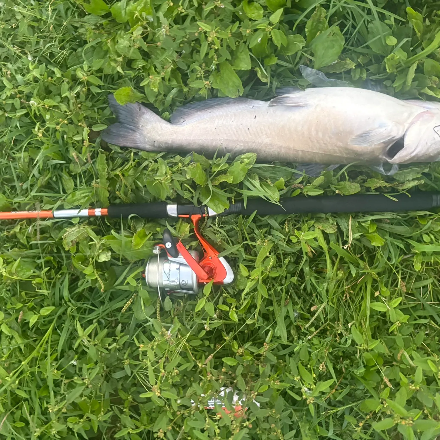 Channel catfish caught on Fishbrain
