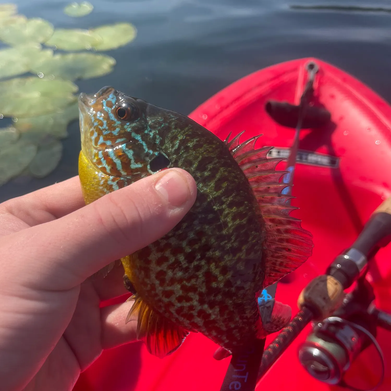 Pumpkingill hybrid caught on Fishbrain