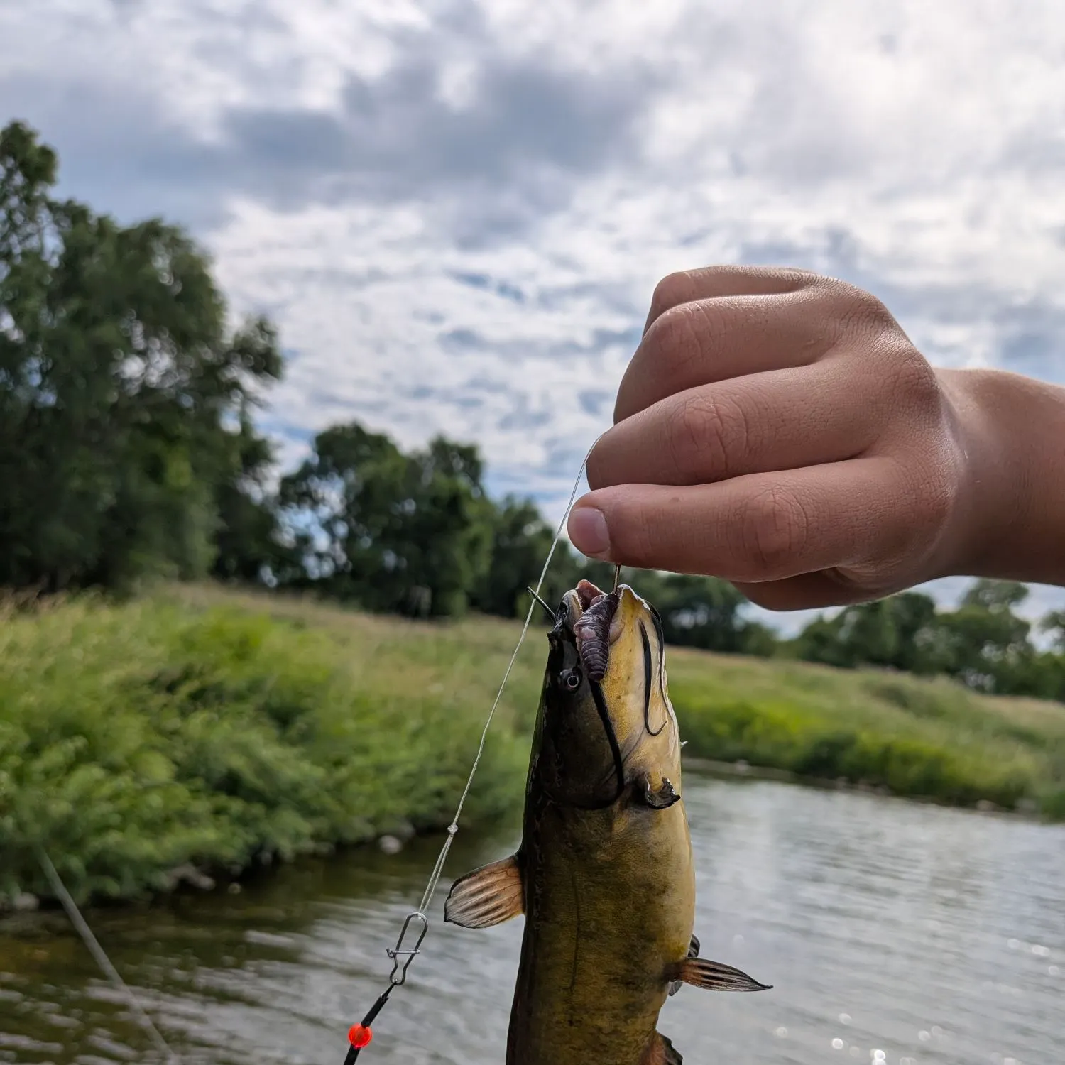 Black bullhead caught on Fishbrain