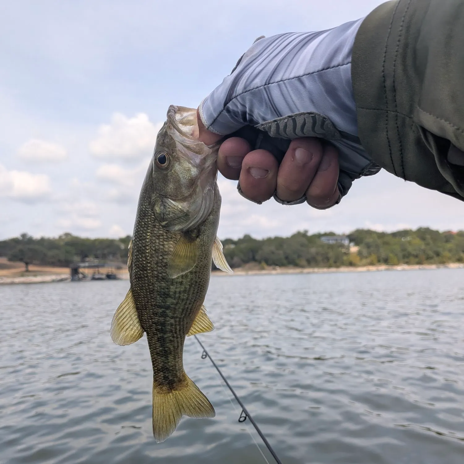 The most recent Guadalupe bass catches on Fishbrain