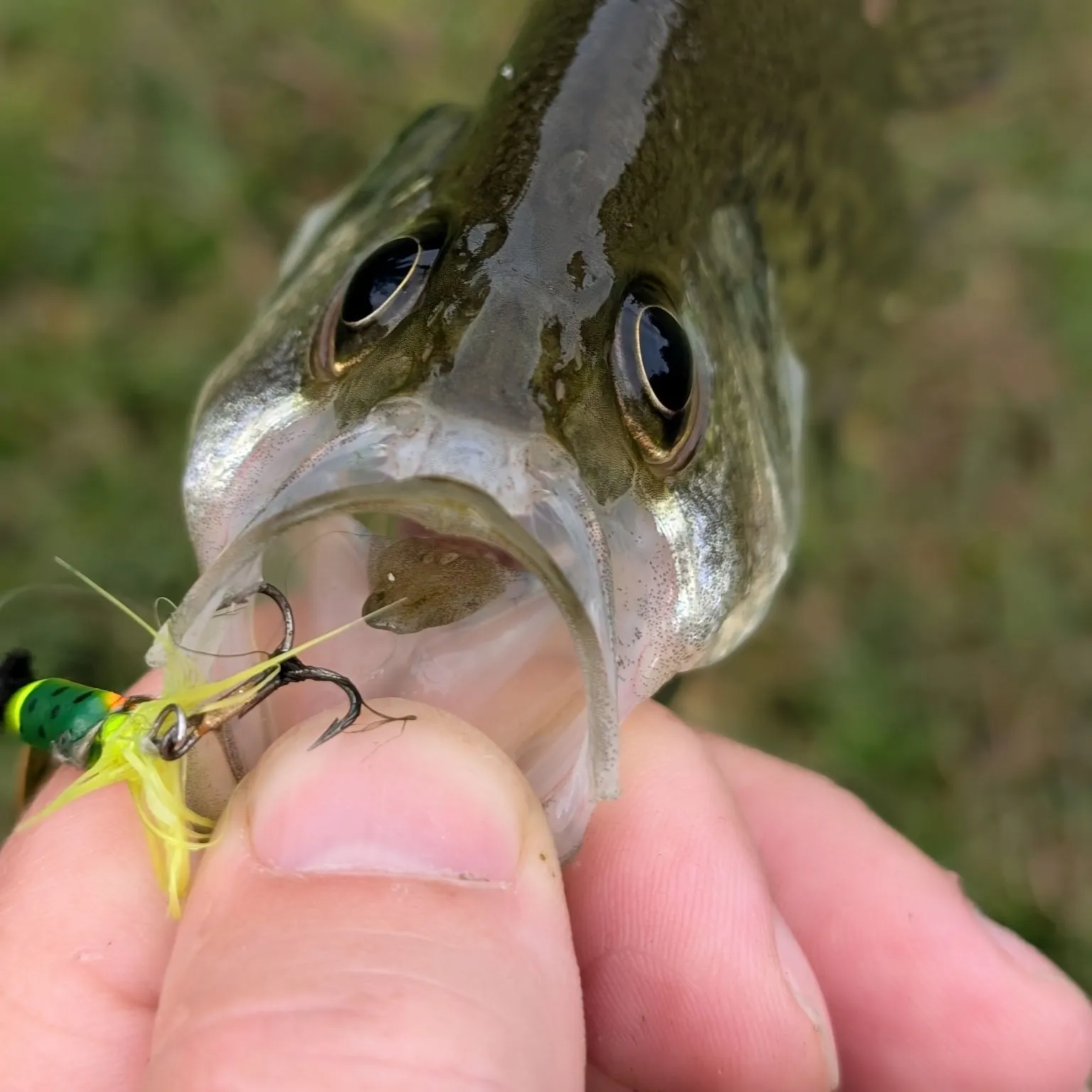 Black crappie caught on Fishbrain