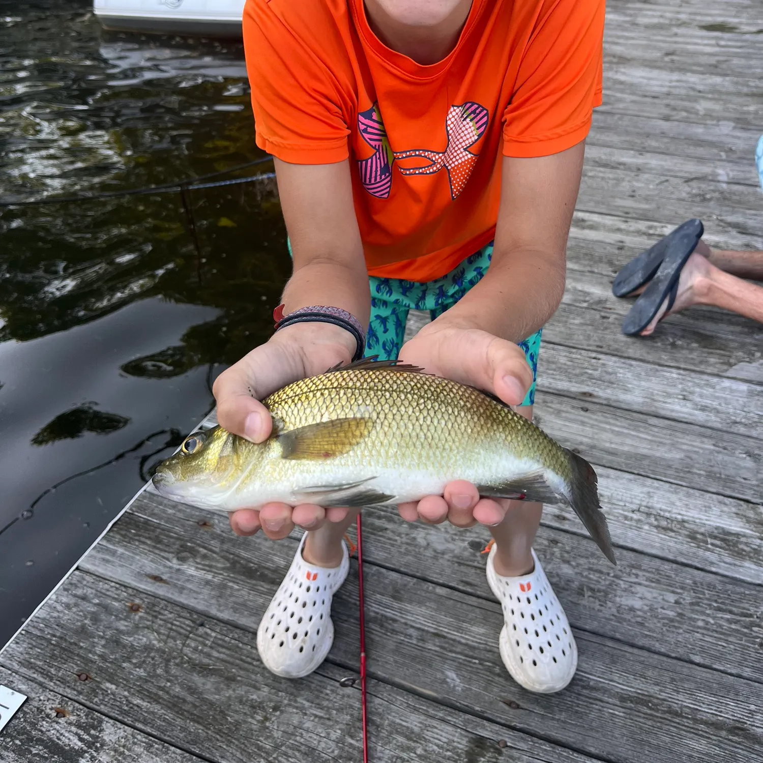 White perch caught on Fishbrain