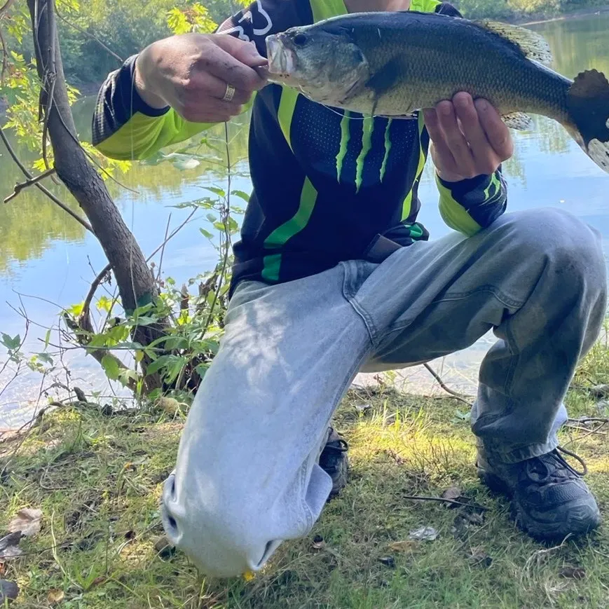 Largemouth bass caught on Fishbrain
