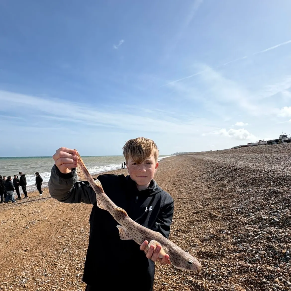 The most recent Lesser spotted dogfish catches on Fishbrain