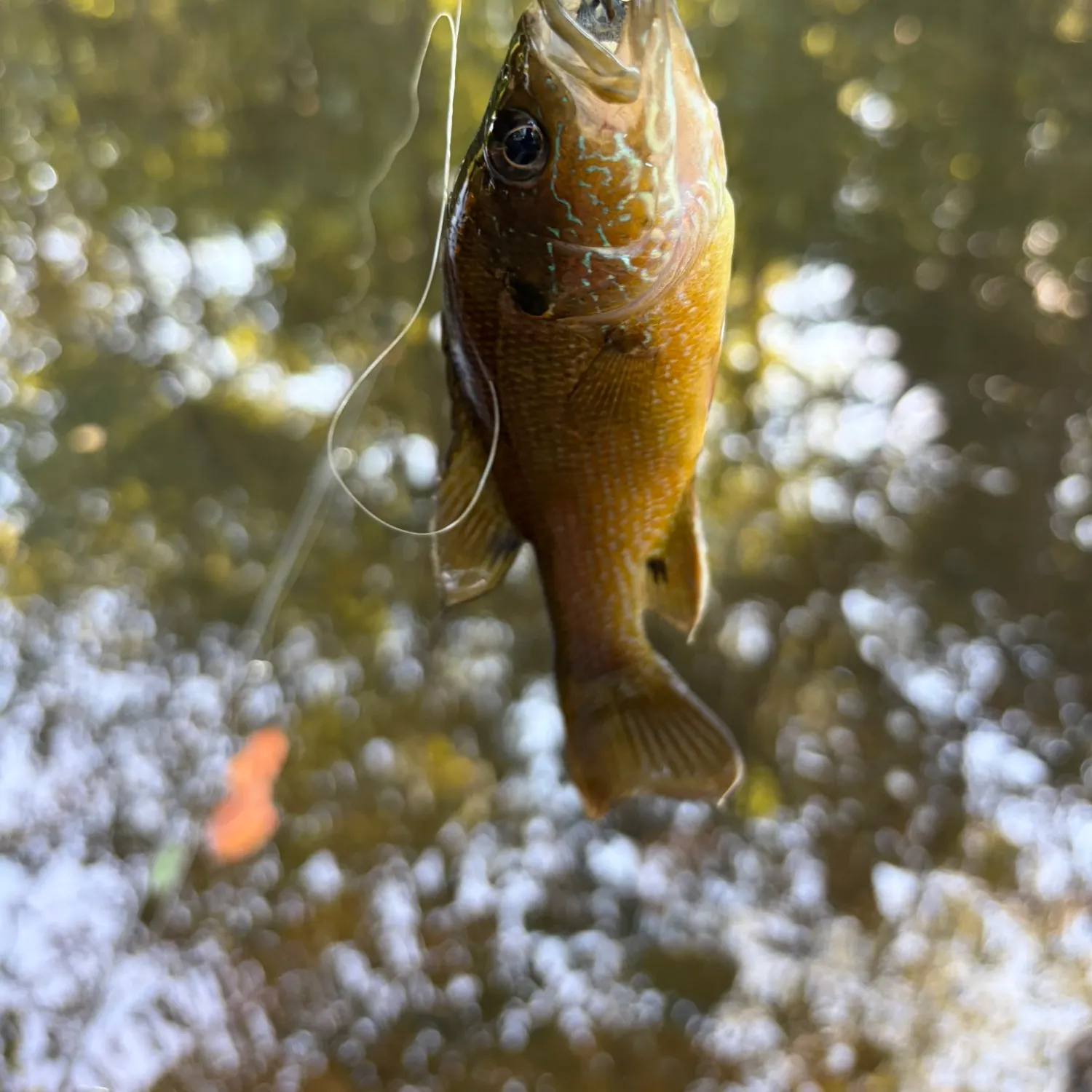 Green sunfish caught on Fishbrain