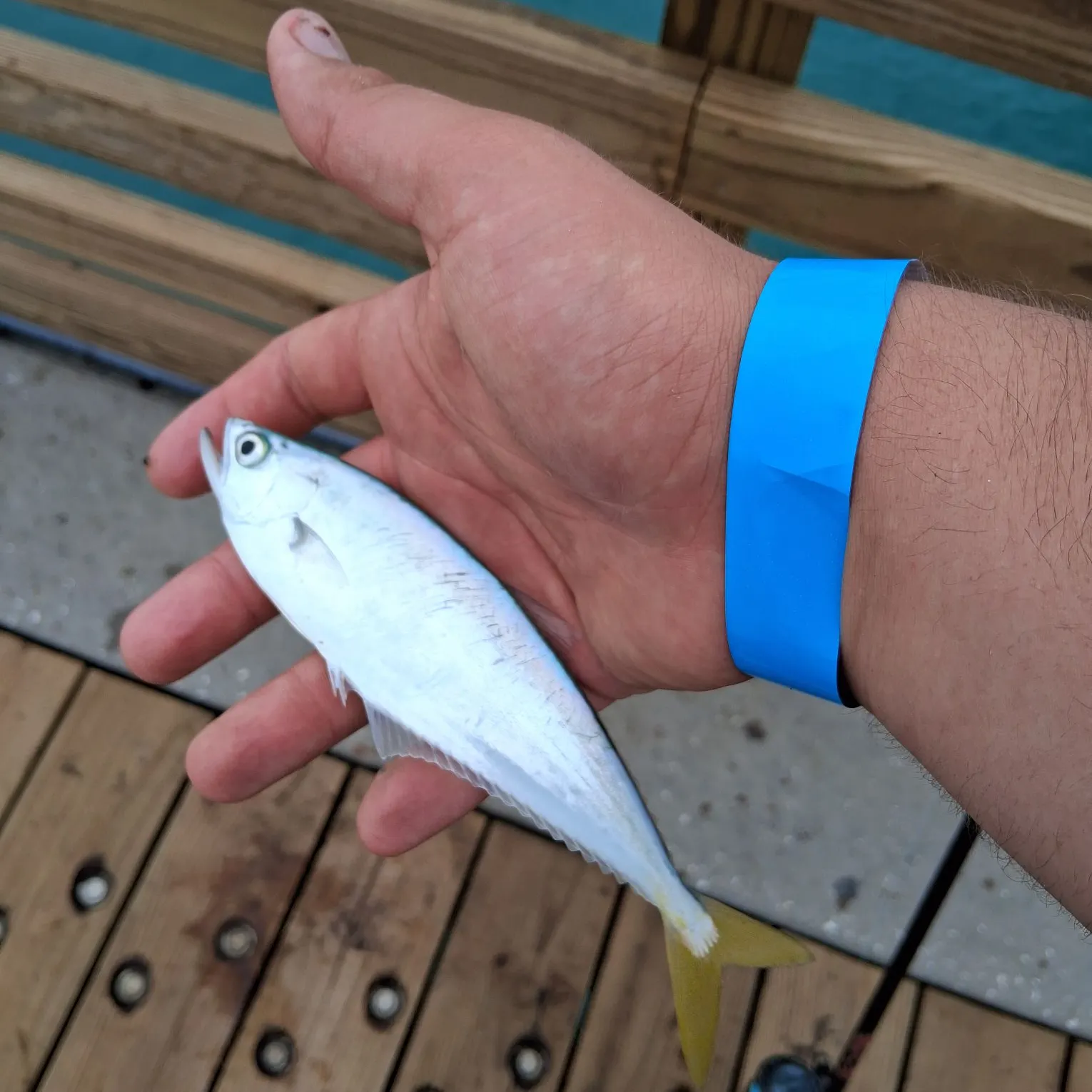 The most recent Leatherjack catches on Fishbrain