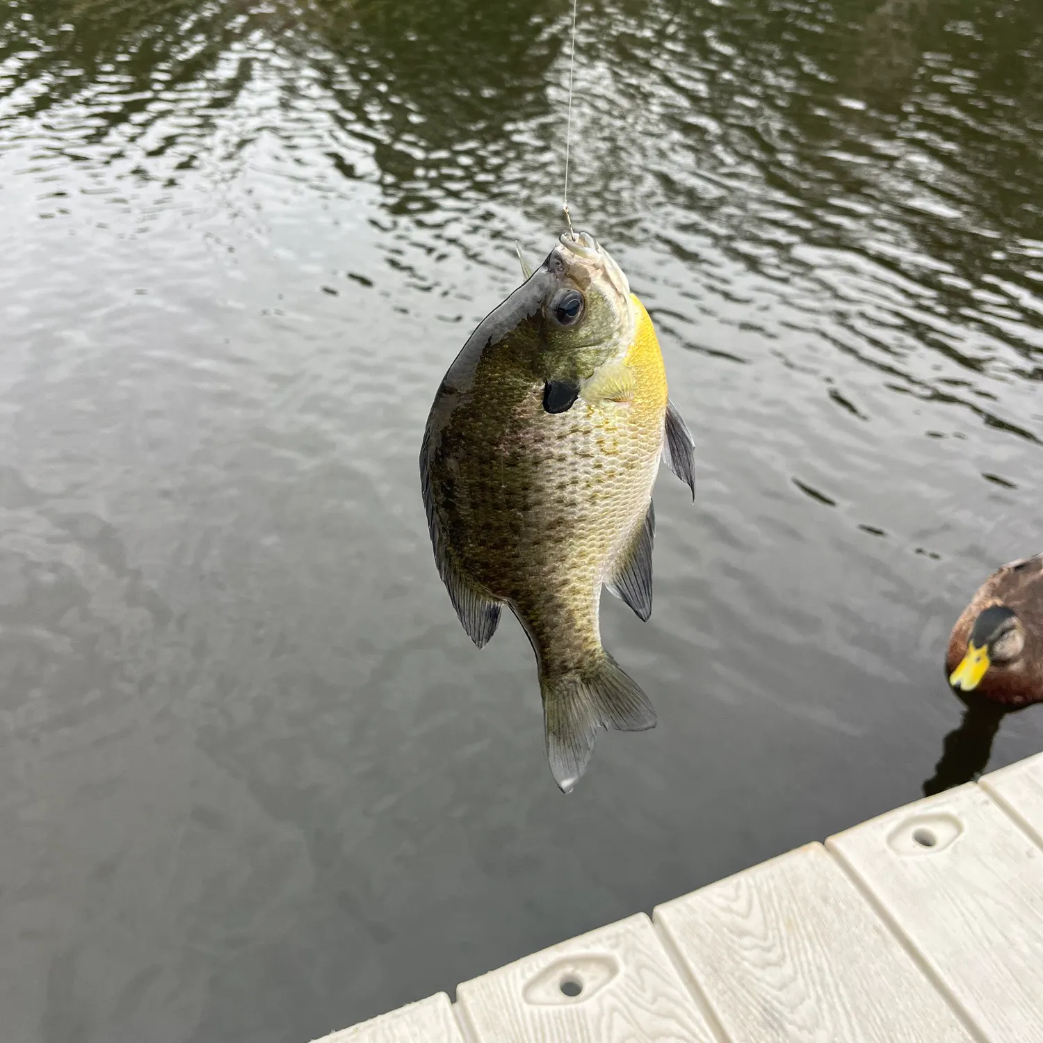 Bluegill caught on Fishbrain
