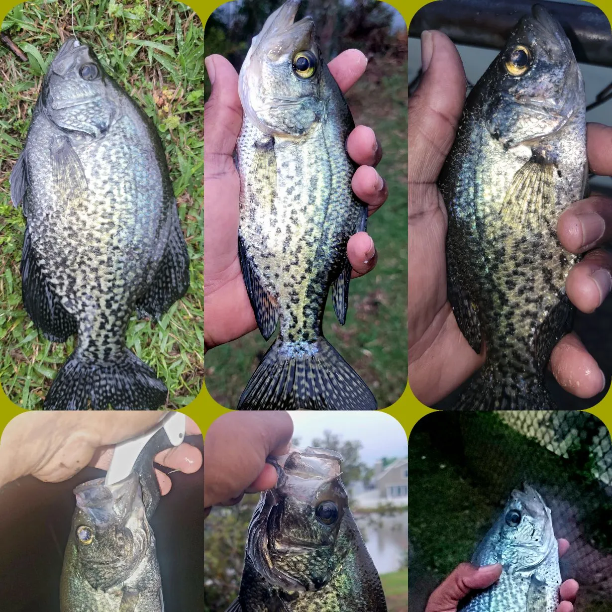 recently logged catches