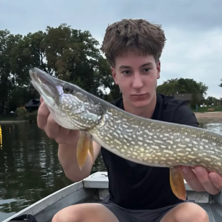 Northern pike caught on Fishbrain