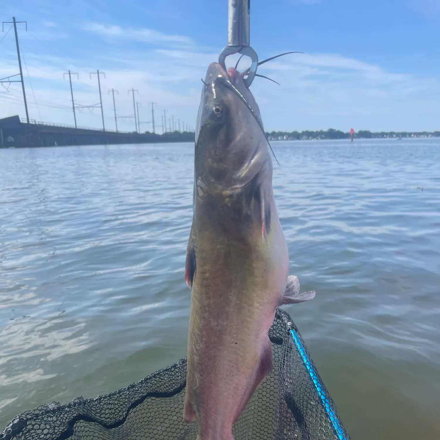 Channel catfish caught on Fishbrain