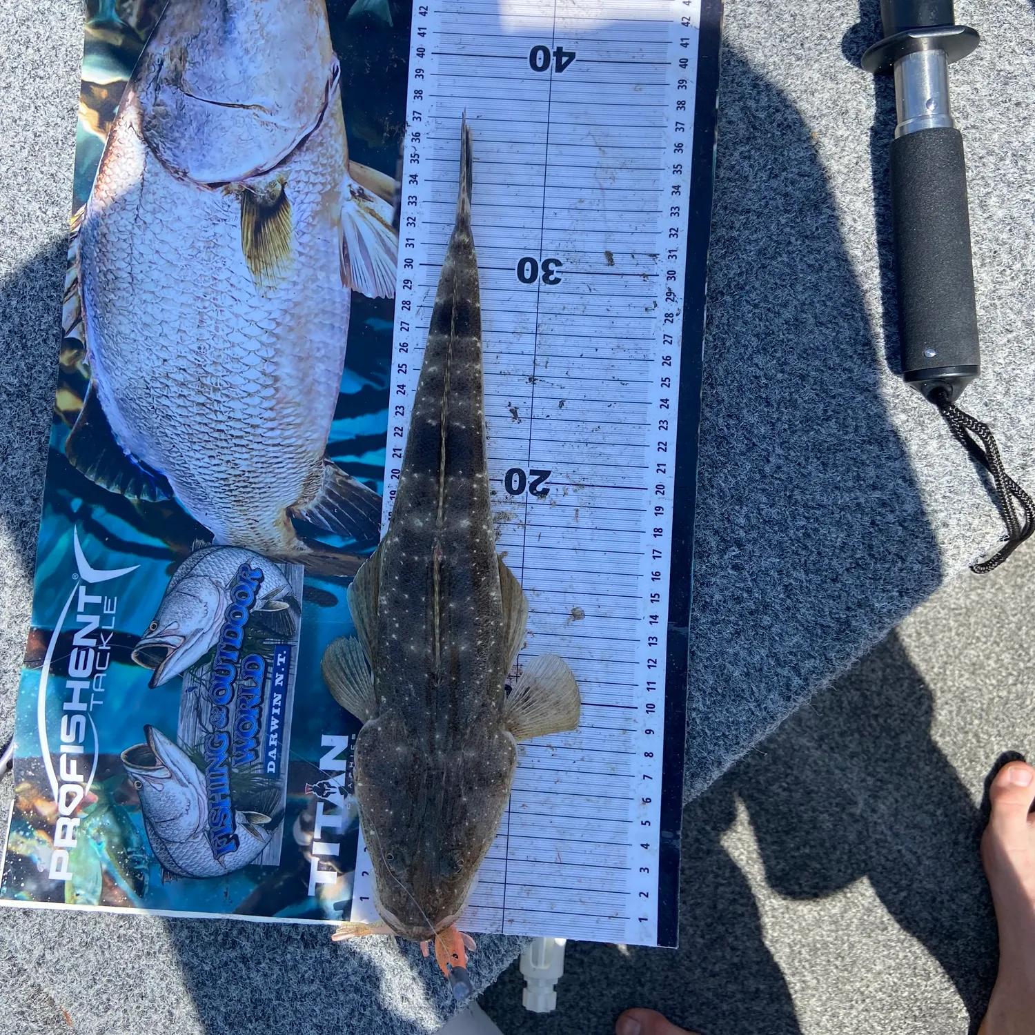 Dusky flathead caught on Fishbrain