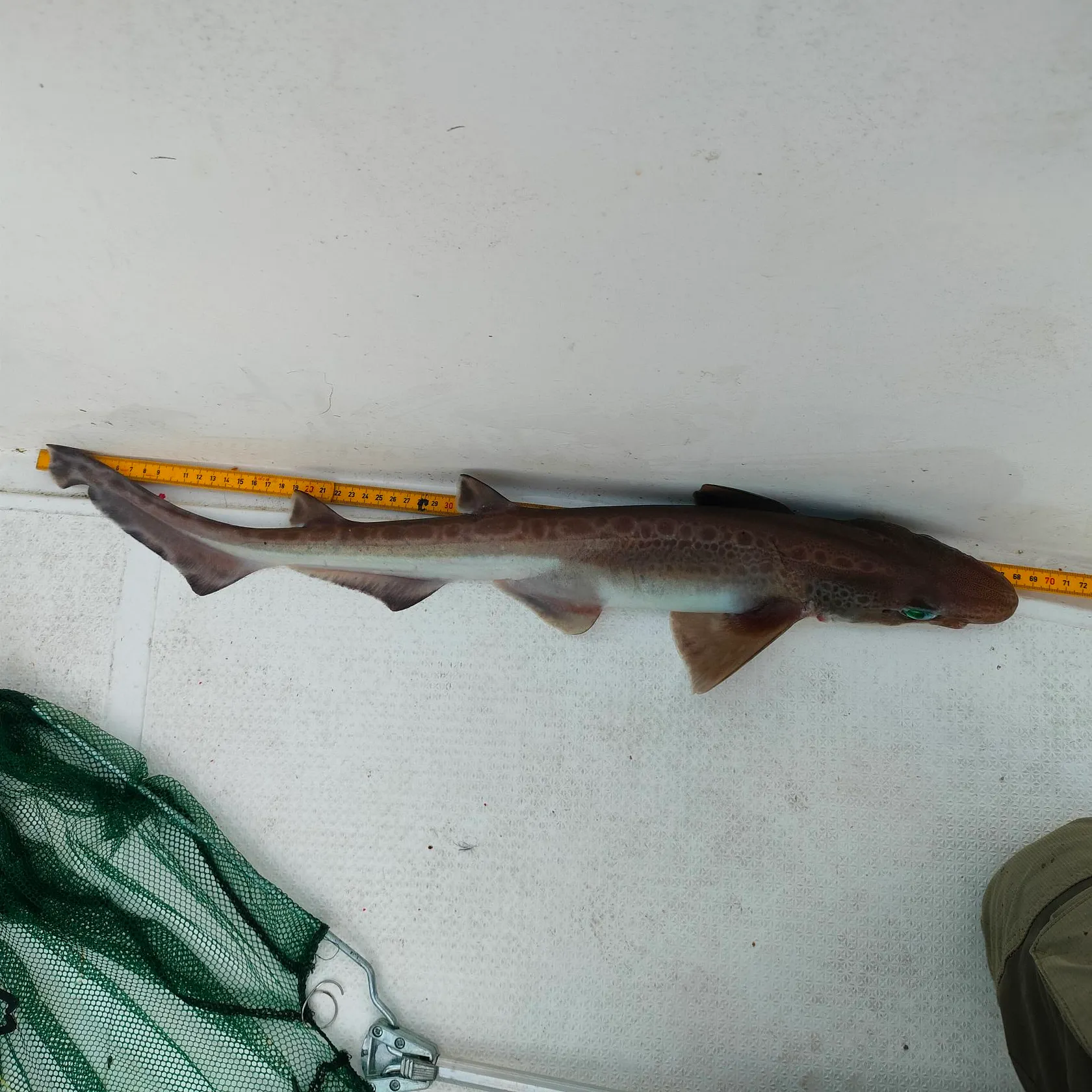 The most recent Blackmouth catshark catches on Fishbrain