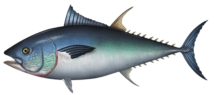 Pacific bluefin tuna
