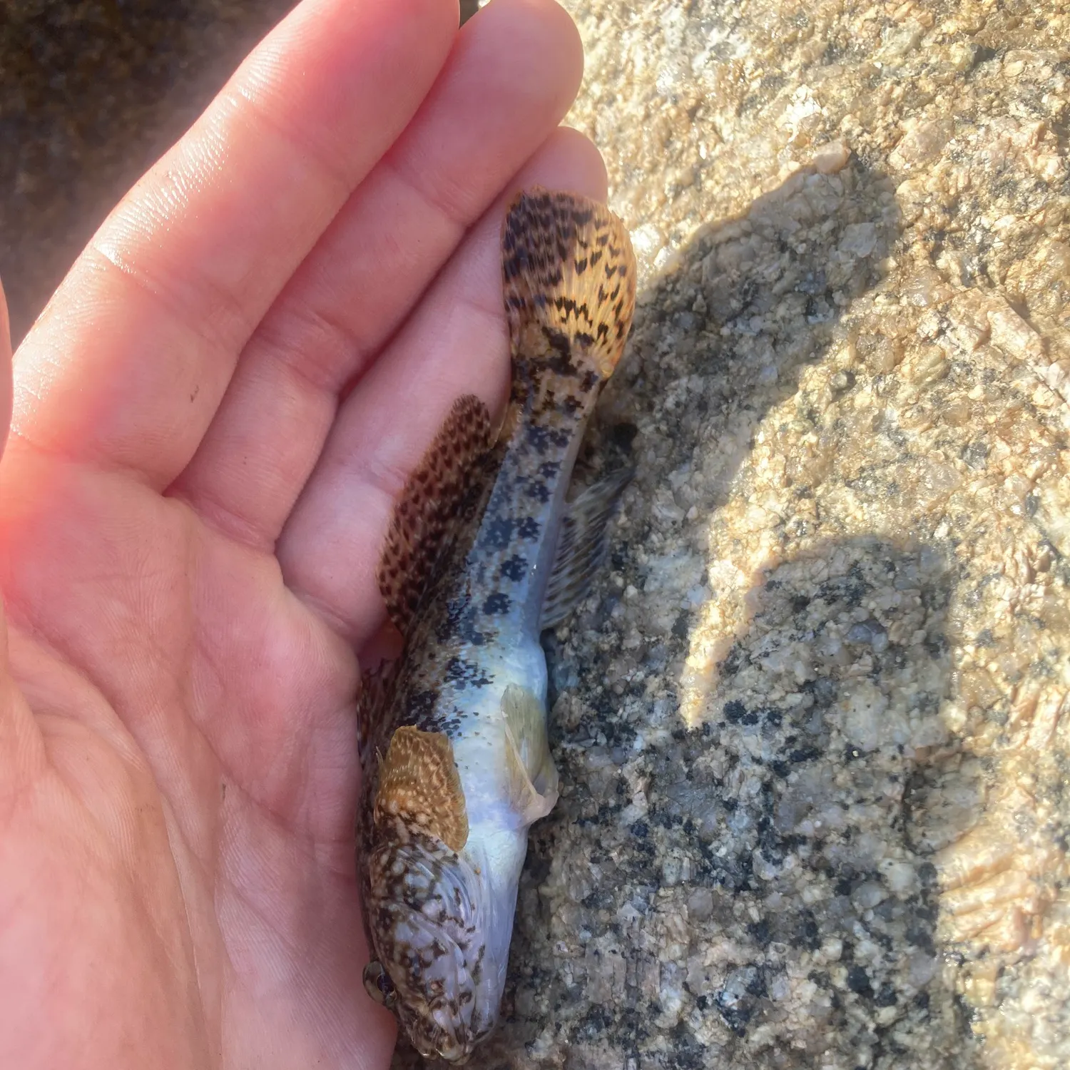 Round goby caught on Fishbrain