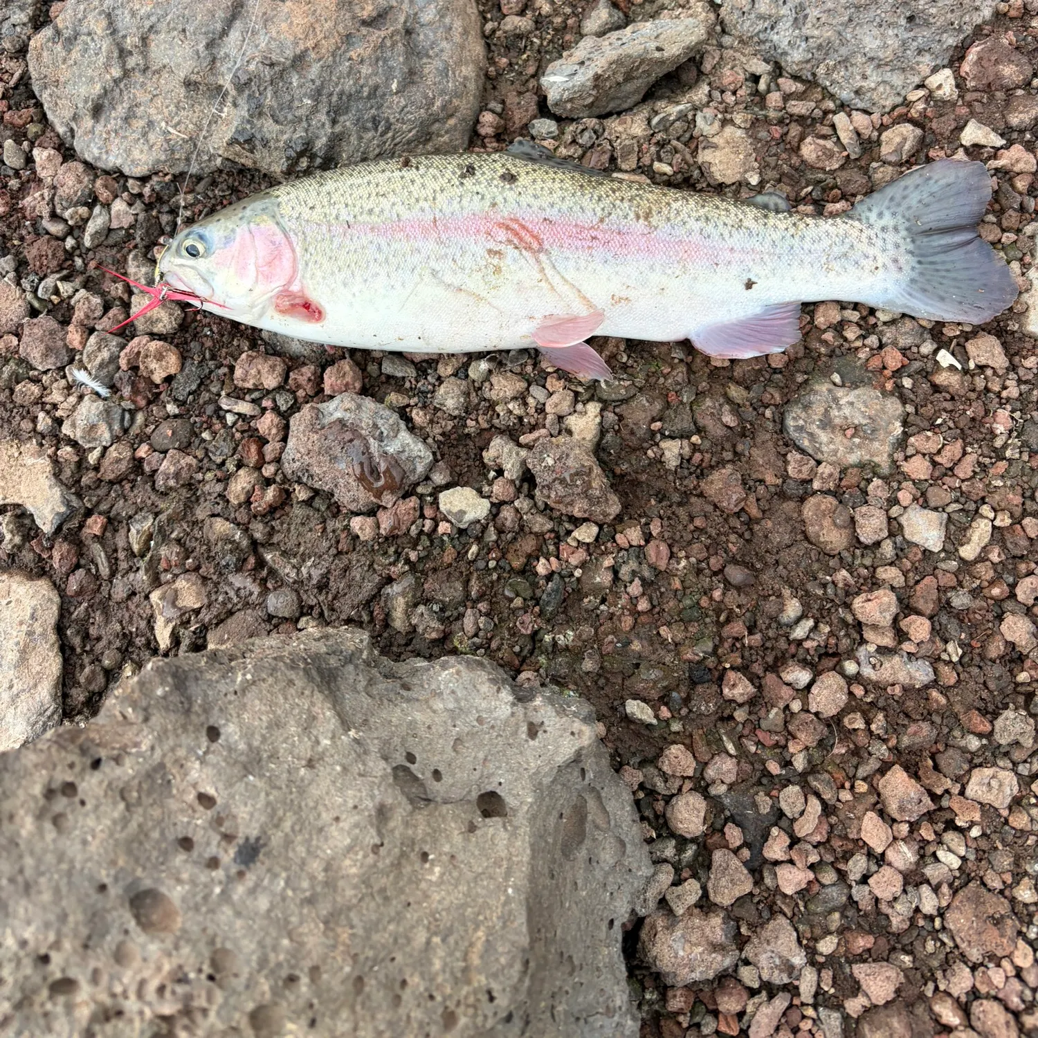 Rainbow trout caught on Fishbrain