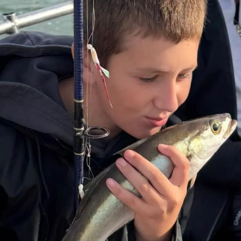 Pollack caught on Fishbrain