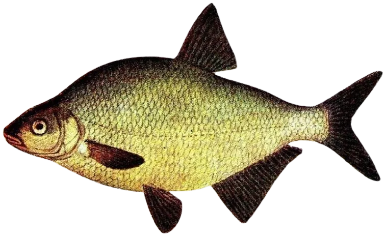 Common bream