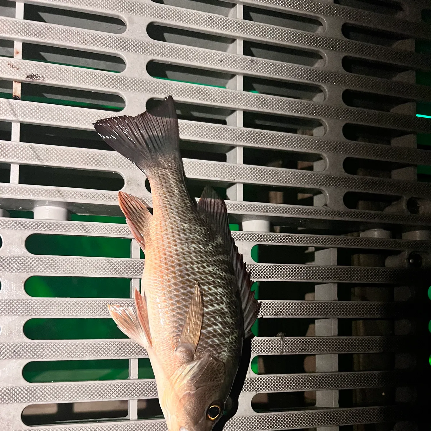 The most recent Mangrove snapper catches on Fishbrain