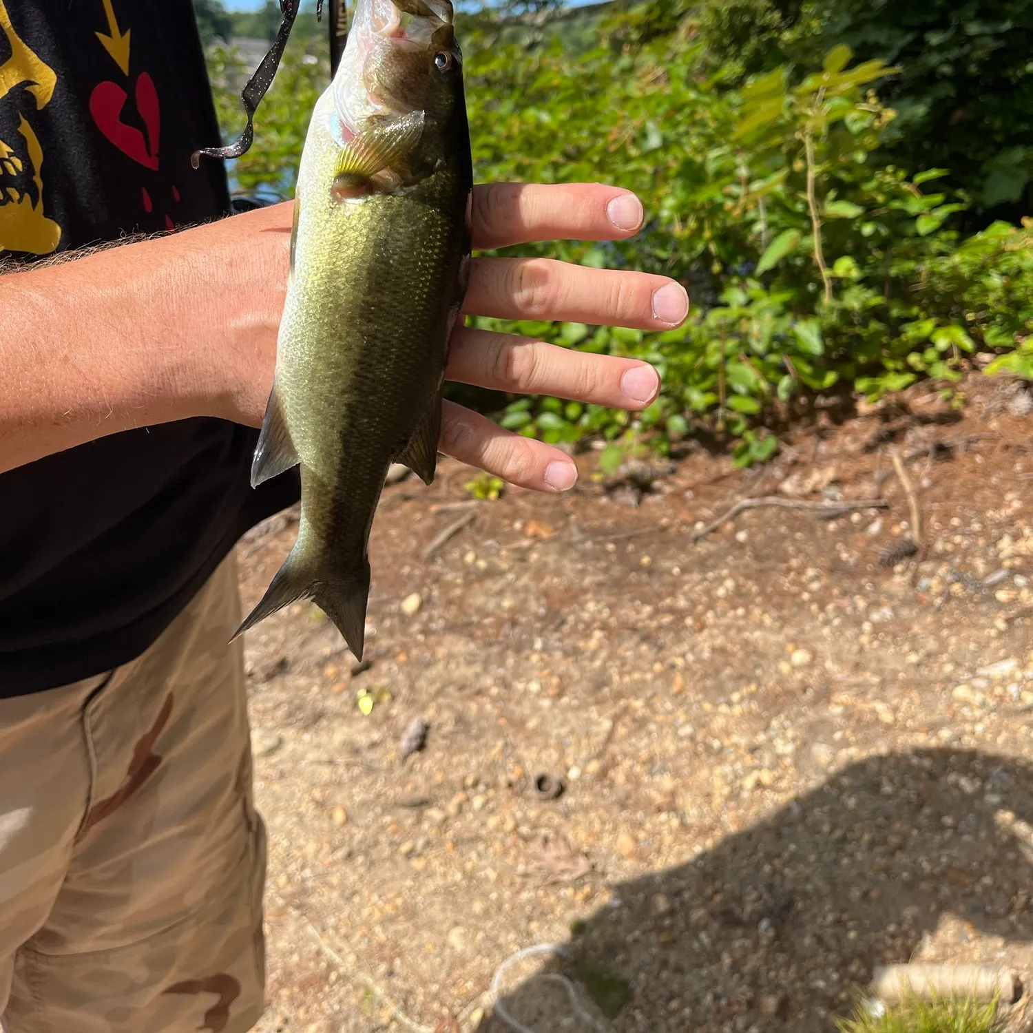 Largemouth bass caught on Fishbrain