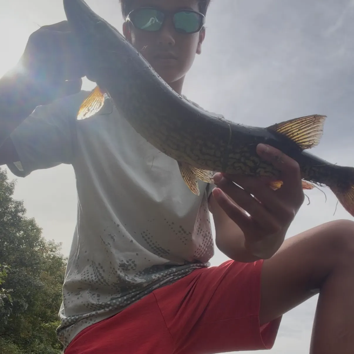 Chain pickerel caught on Fishbrain