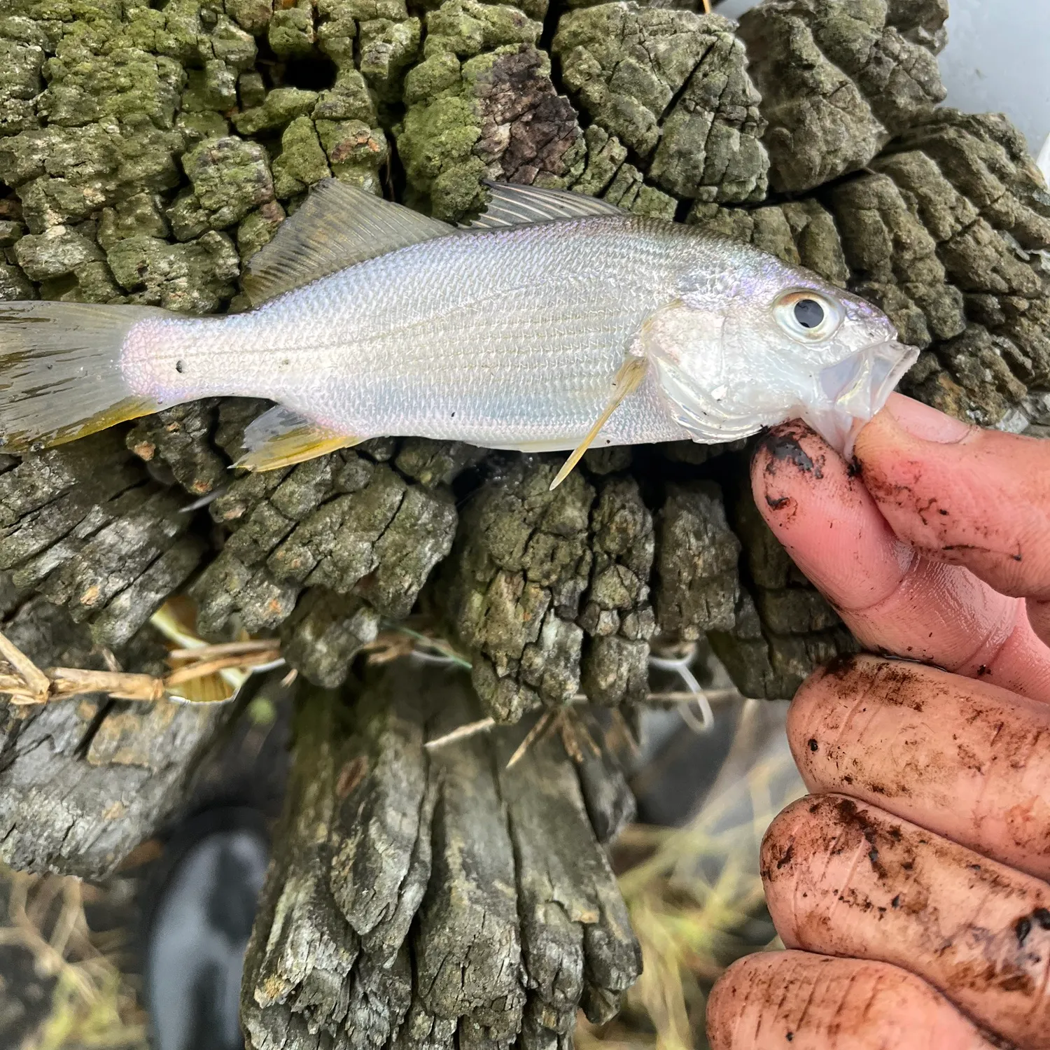 Atlantic croaker caught on Fishbrain