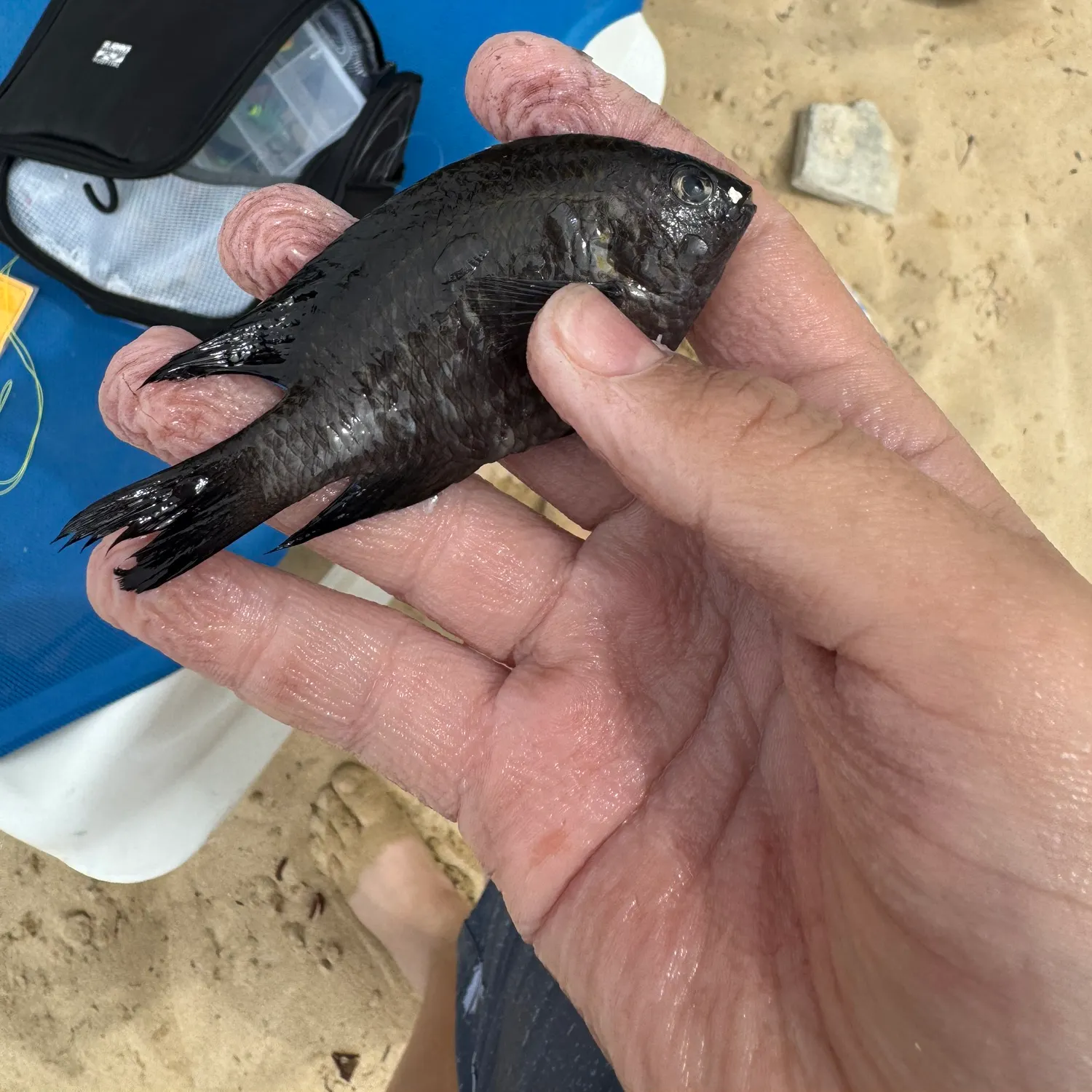 The most recent Big-lip damsel catches on Fishbrain