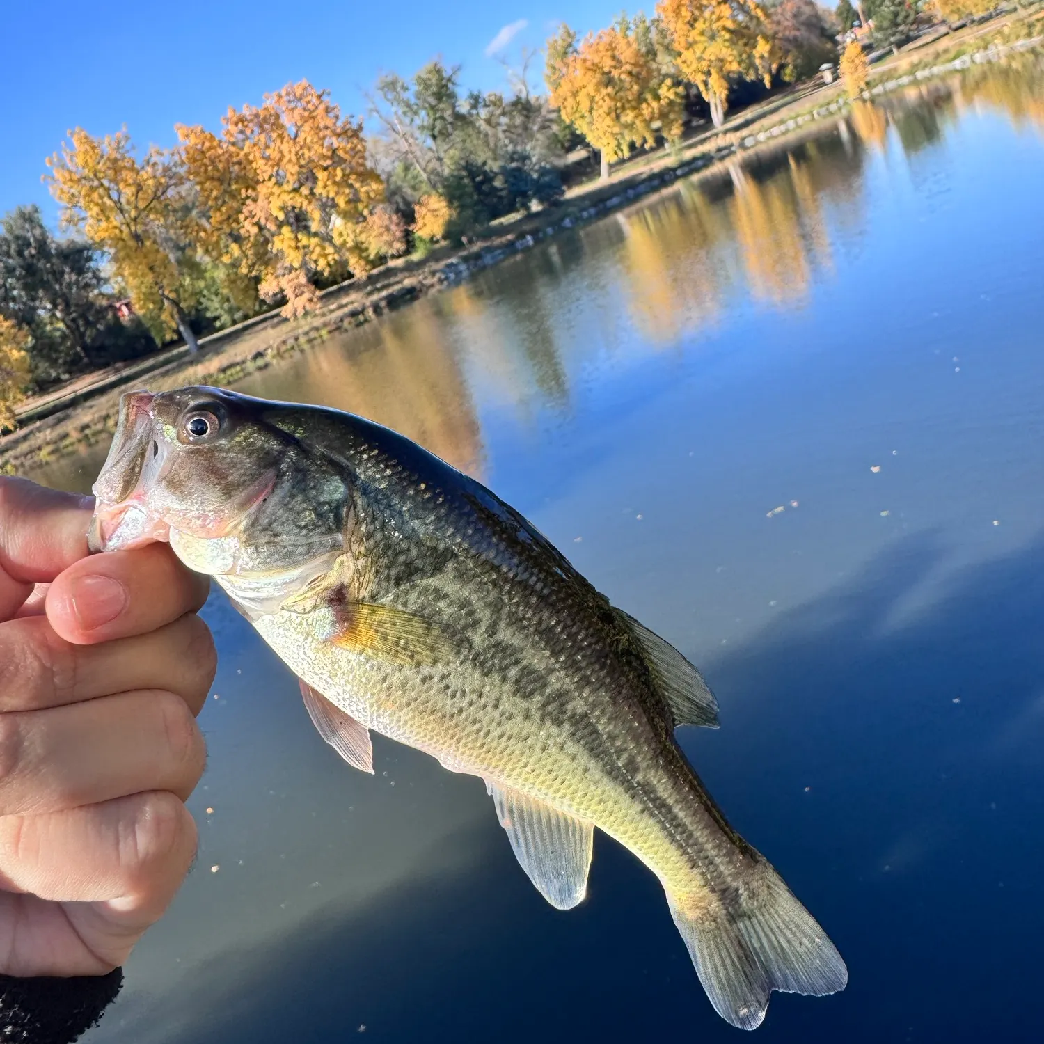 Largemouth bass caught on Fishbrain
