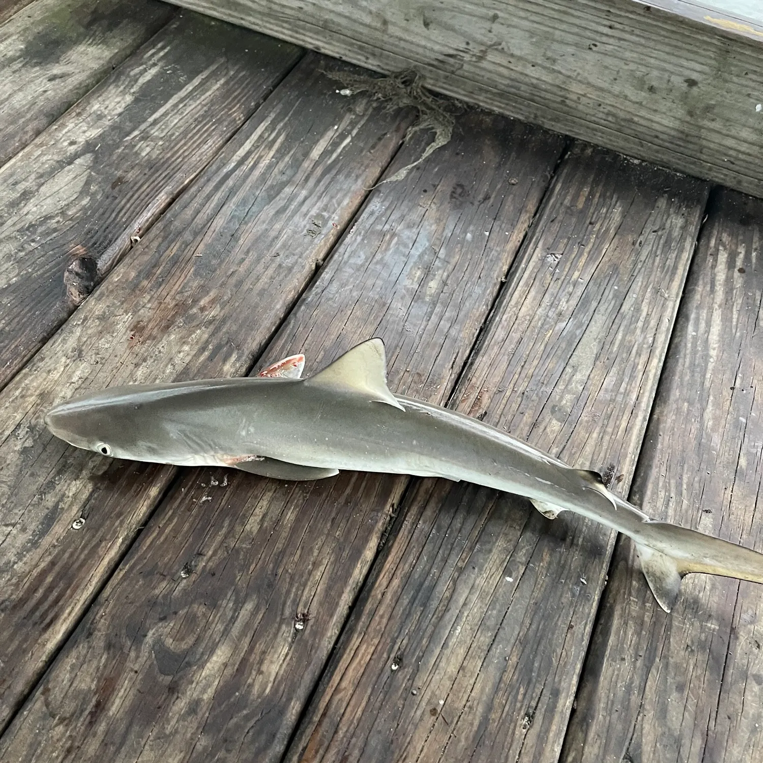 Dusky smooth-hound caught on Fishbrain