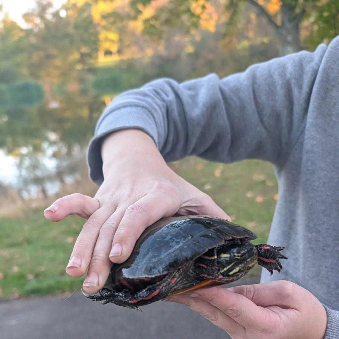 Pond slider turtle caught on Fishbrain