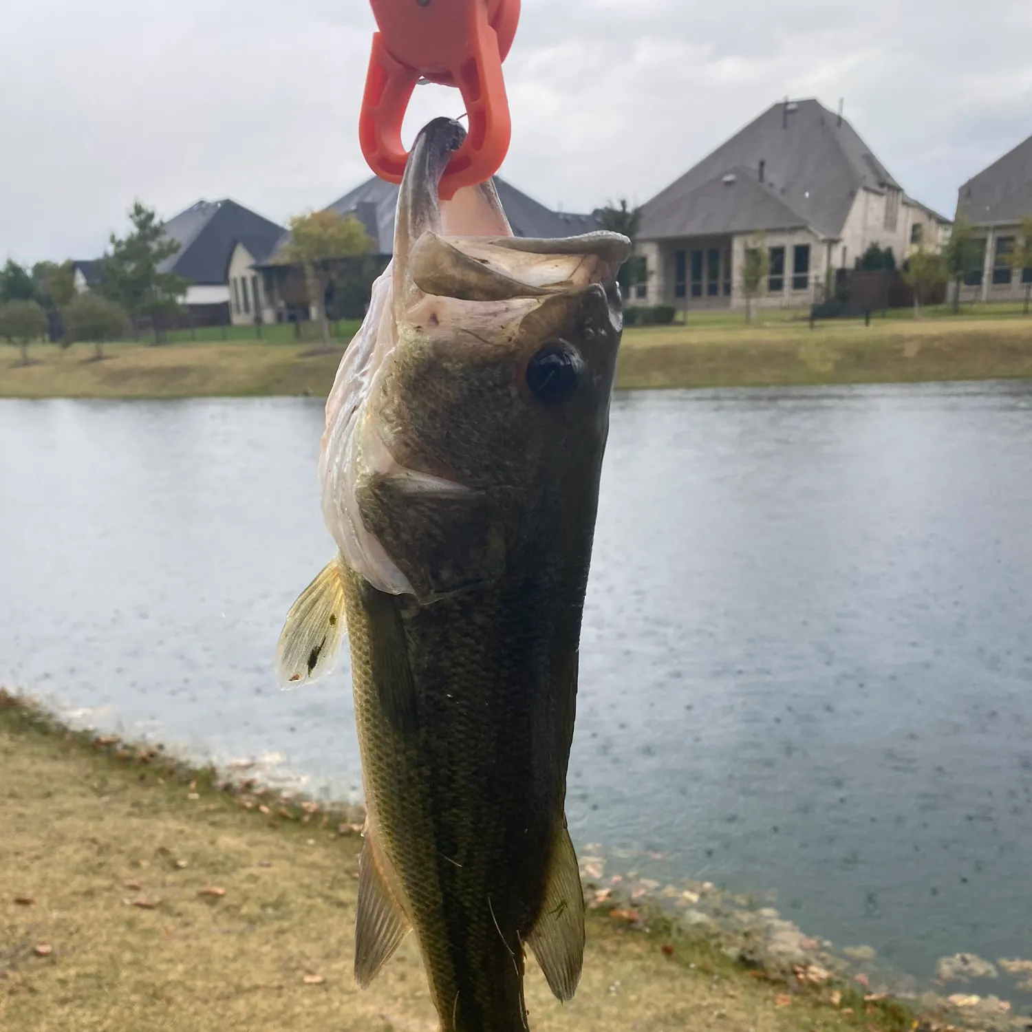 The most recent Largemouth bass catches on Fishbrain