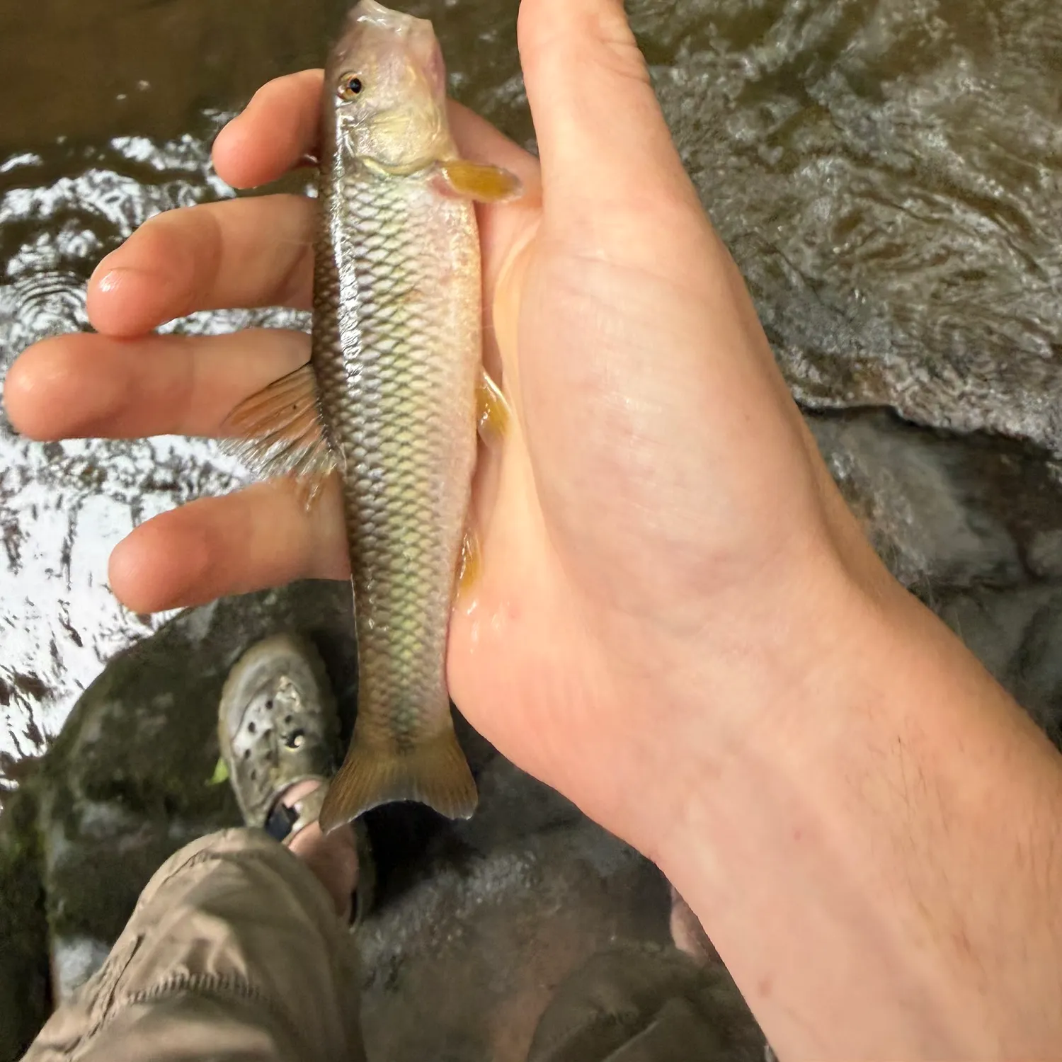 The most recent Bigmouth chub catches on Fishbrain