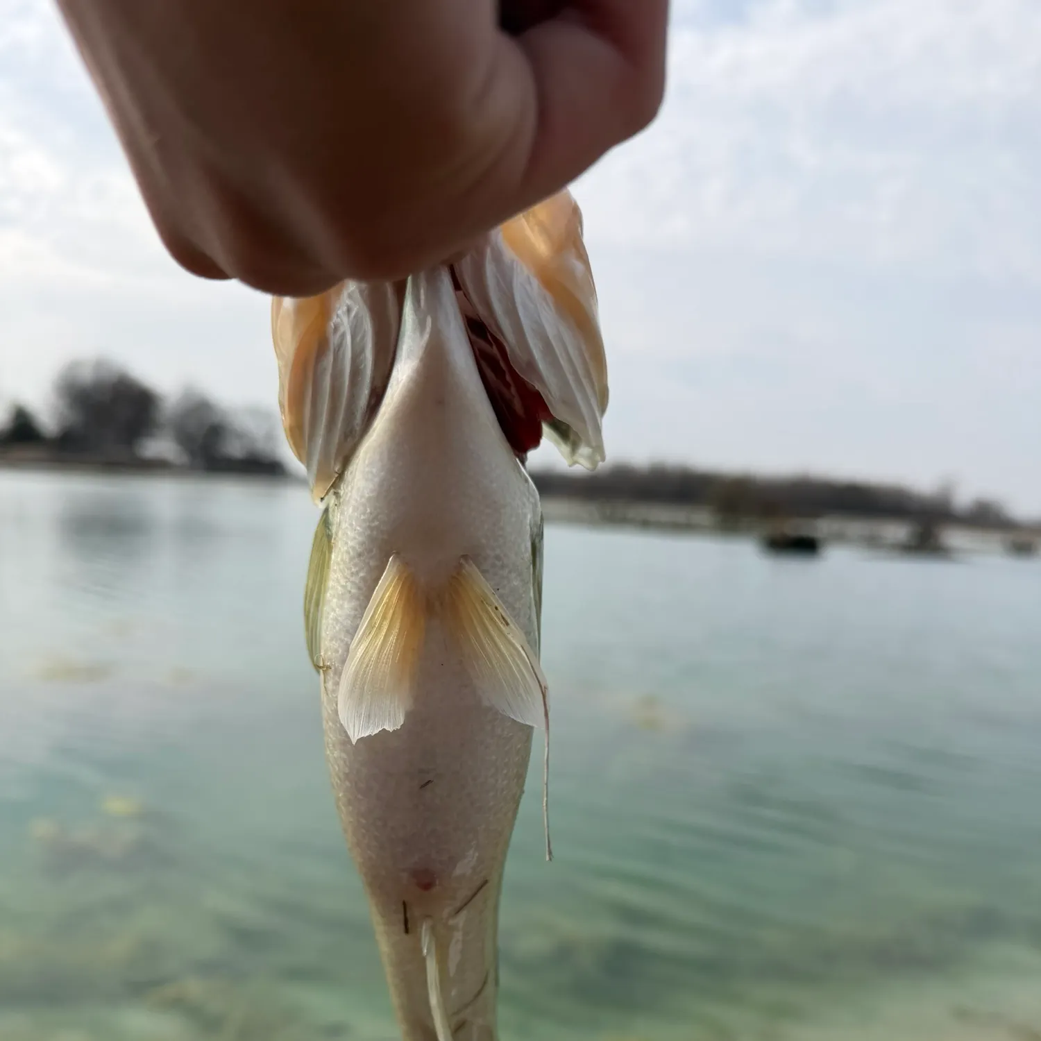 The most recent Shortnose gar catches on Fishbrain