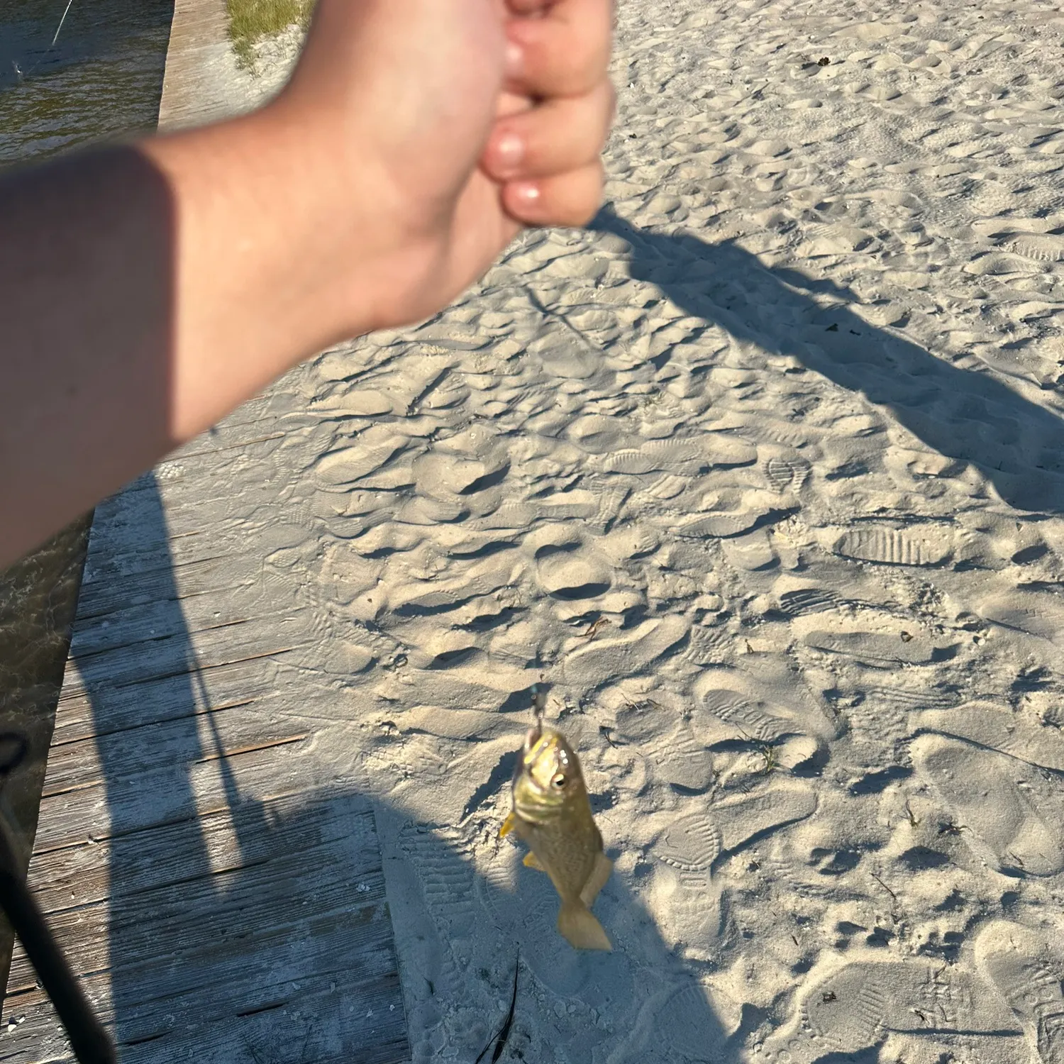 Atlantic croaker caught on Fishbrain