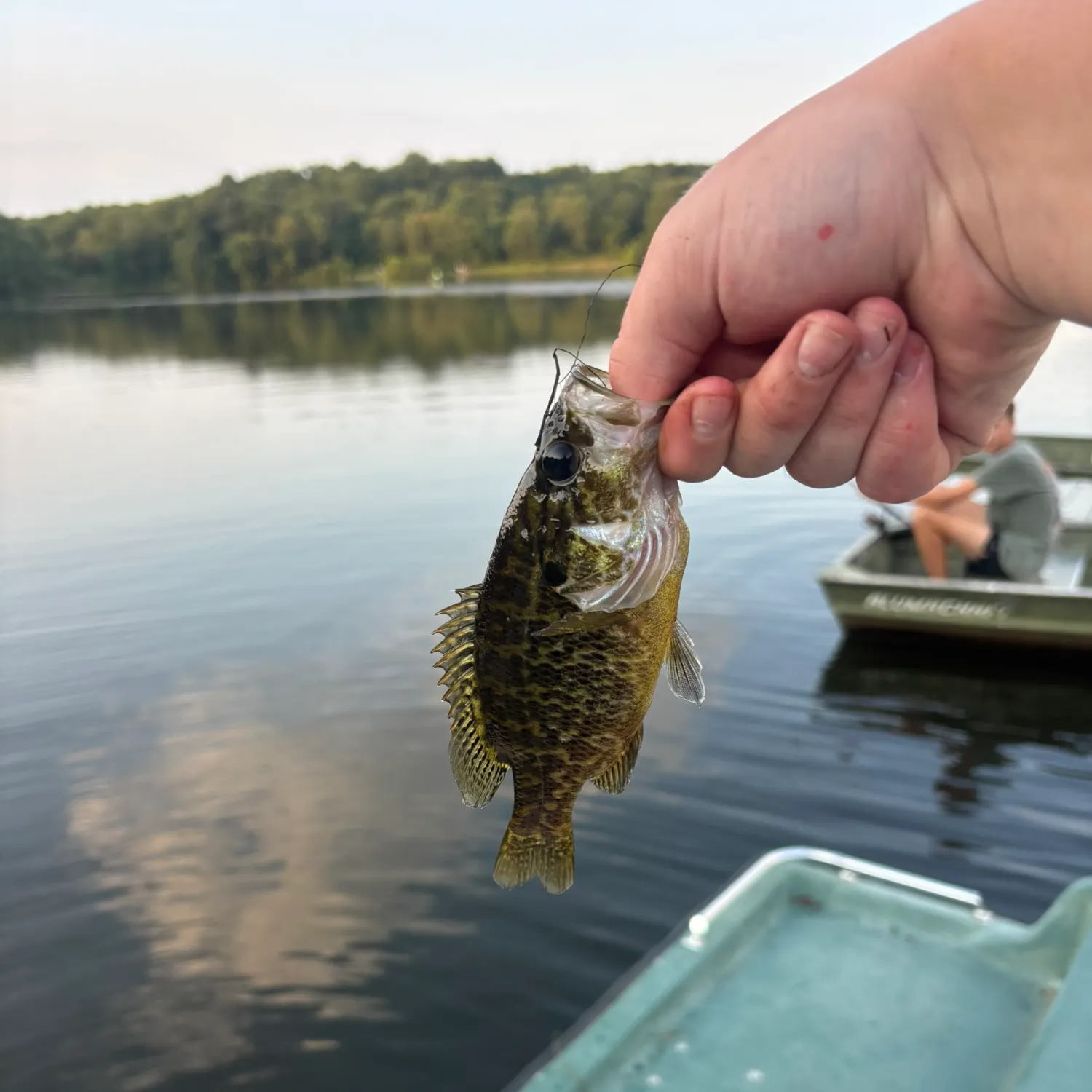 The most recent Warmouth catches on Fishbrain